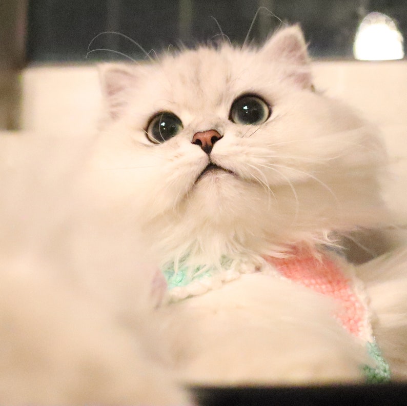 Blingcute | Cat Collar | Crochet Pet Collar - Blingcute